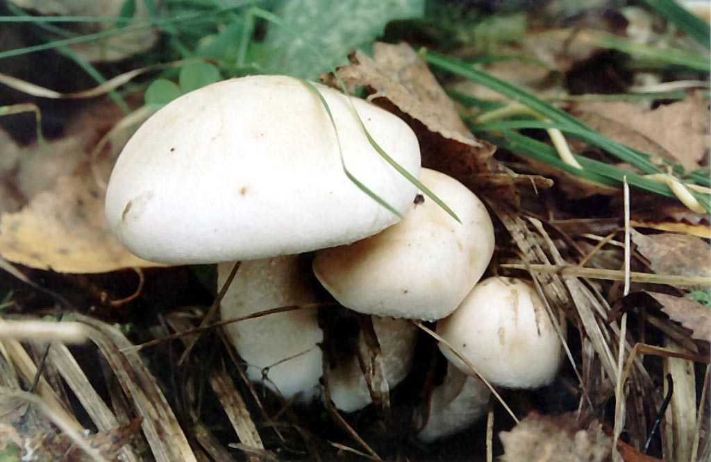 Описание грибов белянок и как их солить (+25 фото)?
