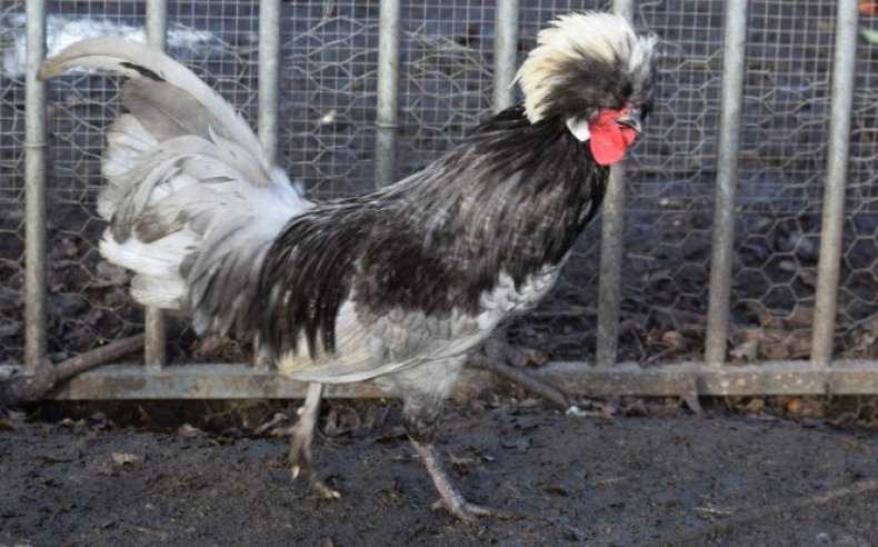 Голландская порода кур несушек