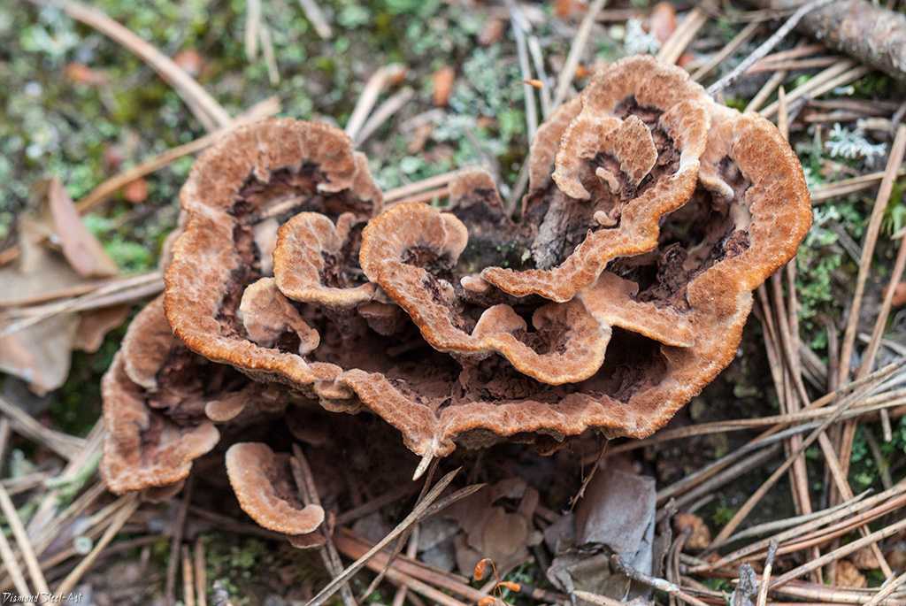 Телефора пальчатая (телефора пальмовидная, thelephora palmata): как выглядят грибы, где и как растут, съедобны или нет
