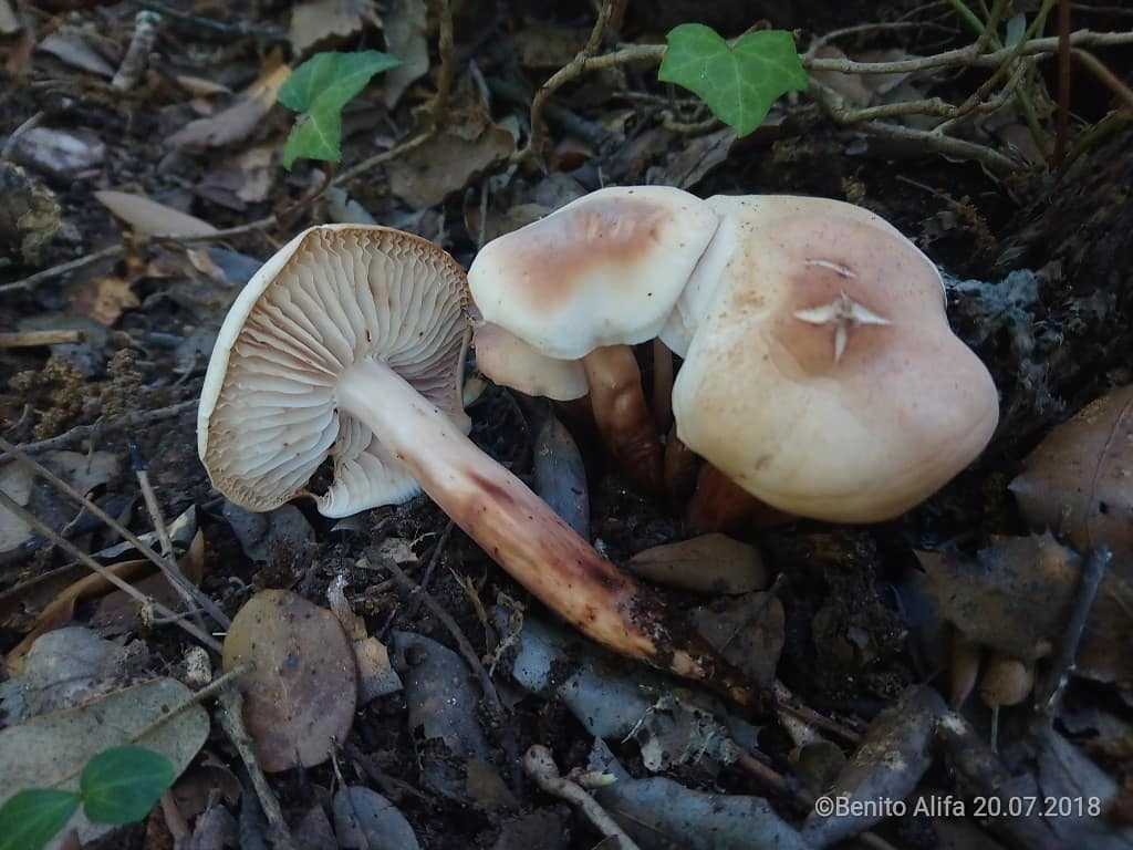 Коллибия водолюбивая (гимнопус водолюбивый, gymnopus aquosus): как выглядят грибы, где и как растут, съедобны или нет