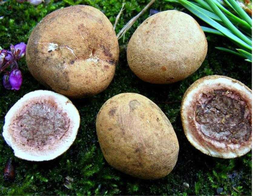 Где в россии растут грибы трюфели - цена при покупке