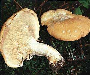 Съедобен ли гриб ежовик и его описание (+30 фото)?