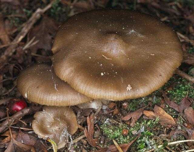 Энтолома собираемая (entoloma conferendum): как выглядят грибы, где и как растут, съедобны или нет