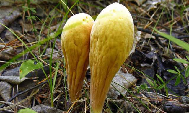 Ядовитые грибы опята: фото и описание съедобных и ложных грибов, отличительные особенности