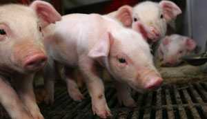 Свиноферма и свиноводство как бизнес: с чего начать и как преуспеть
