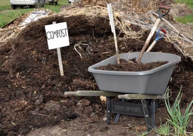 Польза голубиного помета как удобрения для огорода: отзывы и правила применения