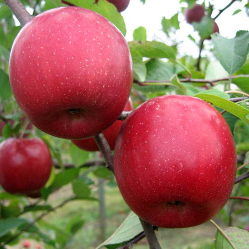 Описание сорта яблони старкримсон: фото яблок, важные характеристики, урожайность с дерева
