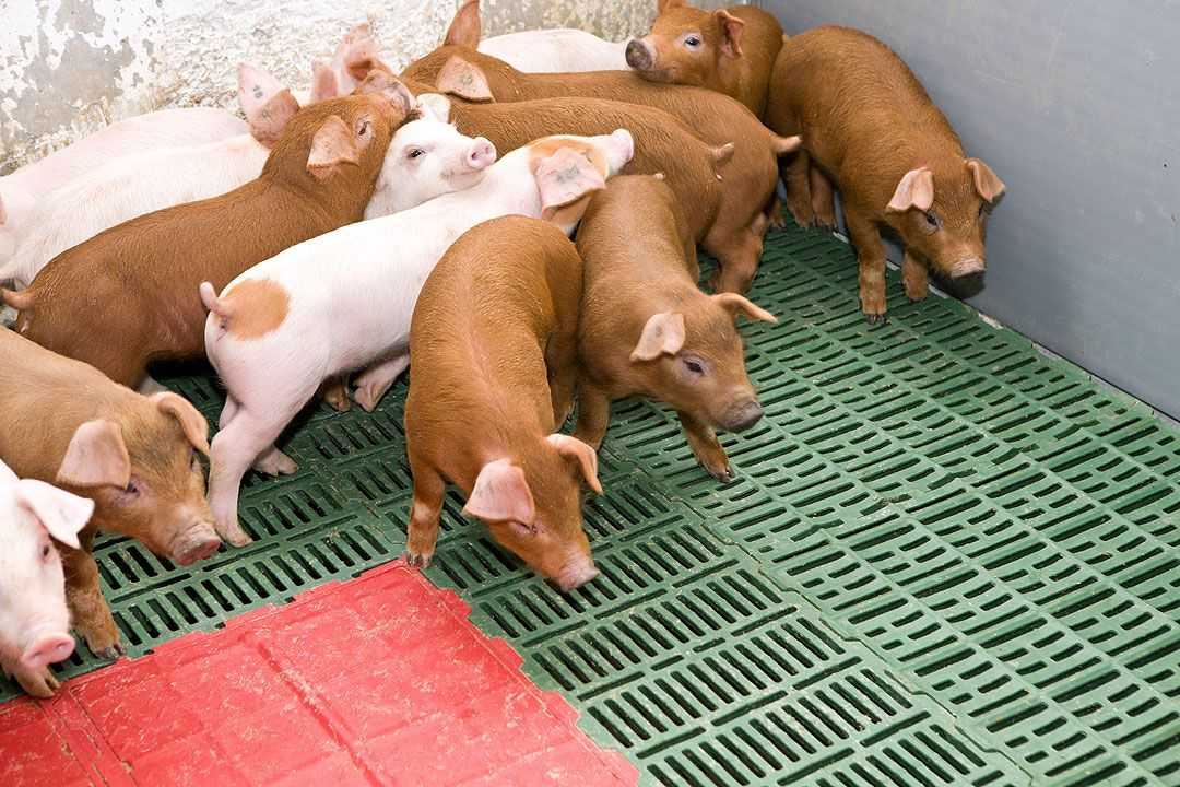 Содержание свиней | отъем молочных поросят от свиноматки и перевод на доращивание