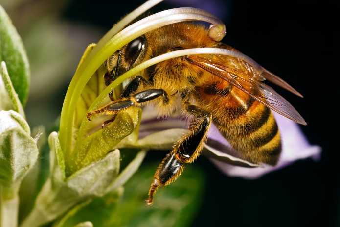 Карпатская порода пчел: описание, отличия, селекция