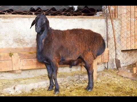 Гиссарская порода овец: характеристика и описание с фотографиями