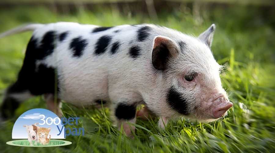 Болезни свиней: симптомы и лечение + фото. Болезни свиней, передающиеся человеку, инфекционные, заразные и незаразные заболевания.