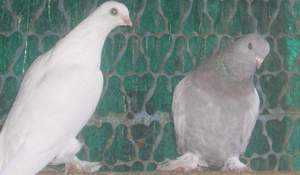 Описание и виды узбекских бойных голубей