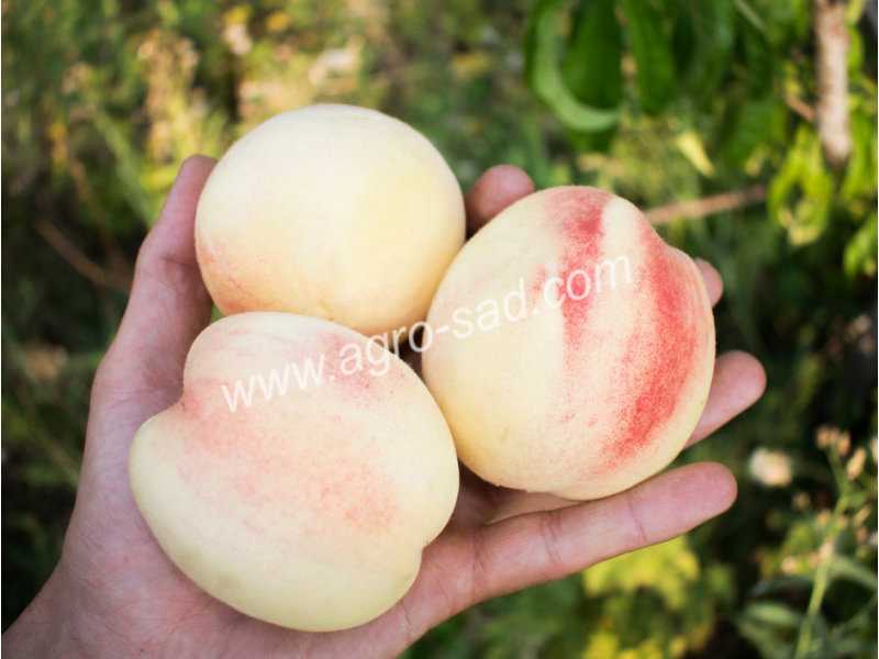 Персик белый лебедь — высокоурожайный сорт, до 60 кг плодов с дерева