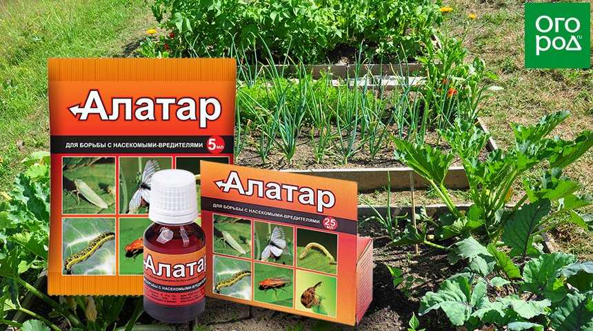 Фунгицид азофос – применение для растений, состав препарата, как правильно разводить, отзывы садоводов