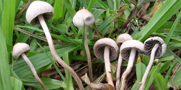 Псилоцибиновый гриб – опасный наркотик или добрый друг?