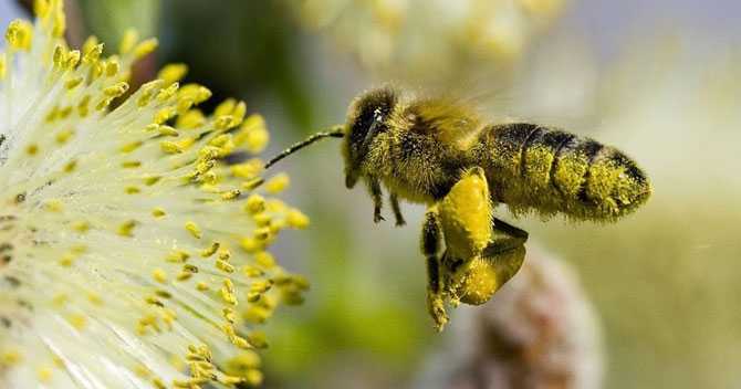 Как пчелы собирают пыльцу: сбор и сброс пыльцы