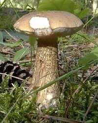 Описание  грибов с фотографиями: характеристики грибов, синонимы, отзывы