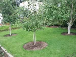 Плодовые деревья и кустарники на садовом участке: схема посадки, как правильно размещать растения в саду, фото