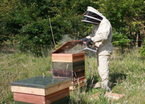Обработка пчел от клеща осенью бипином — описания, правила проведения процедуры, эффективность