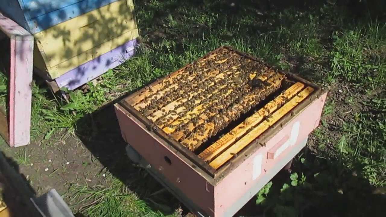Карпатская пчела: характеристики, болезни и особенности содержания