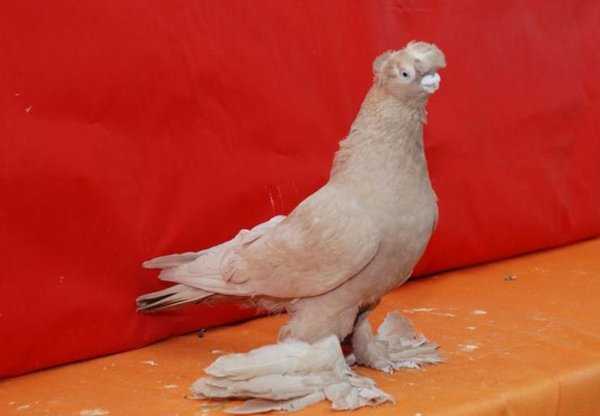 Андижанские голуби (19 фото): характеристика породы, правила содержания