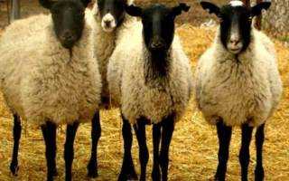 Содержание овец - 115 фото и бизнес-план для начинающих фермеров