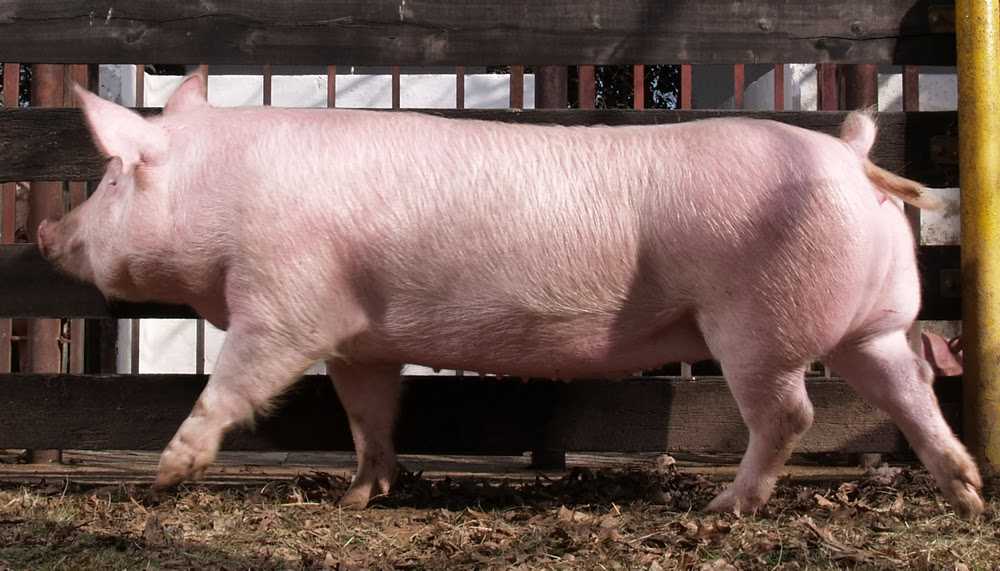 Беркширская порода свиней: характеристики, плюсы и минусы, содержание