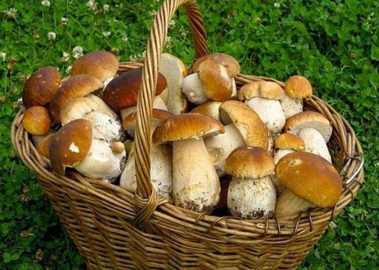 Белый гриб сосновый или боровой: фото, описание, посадка и приготовление