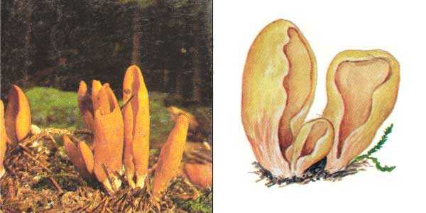 Омфалина гаревая (файодийя угольная, omphalina maura): как выглядит, где и как растет, съедобный или нет
