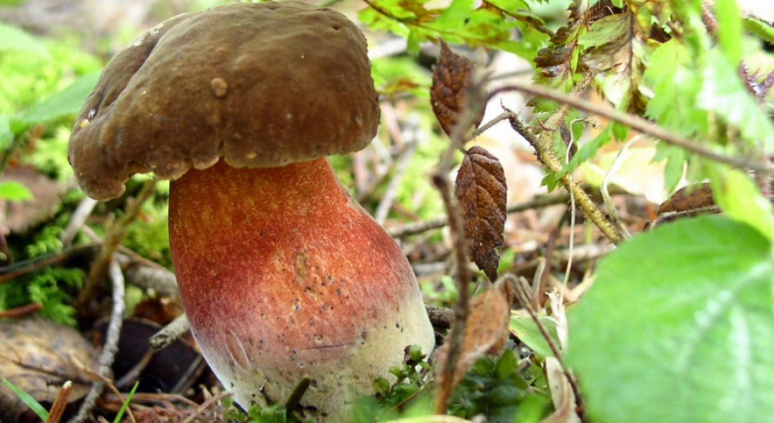 Дубовик крапчатый (boletus erythropus): фото, описание и как готовить гриб