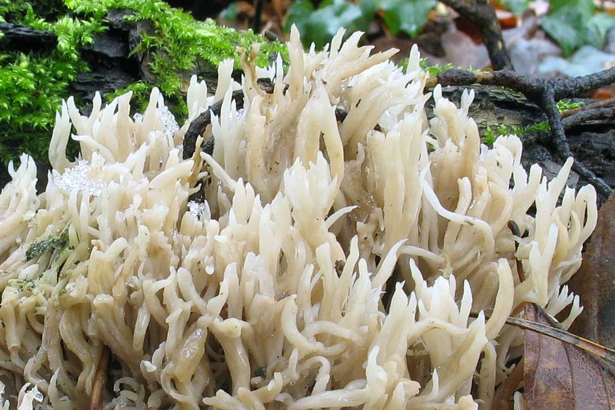 Коралловые грибы: фото, описание, рецепты приготовления, польза и вред