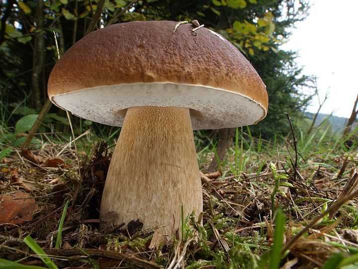 Польза и вред грибов для организма человека, калорийность