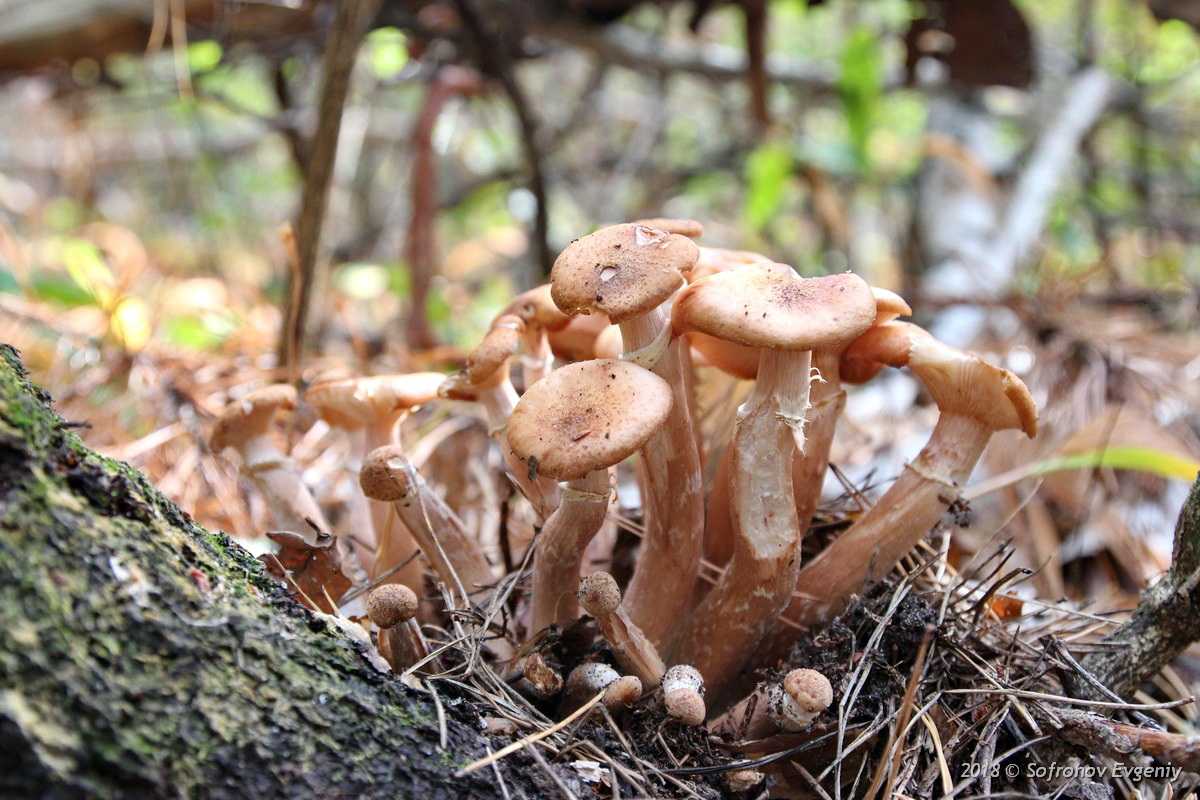 7 самых грибных мест свердловской области: как добраться, фото и полезные советы — наш урал