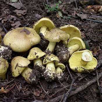 Рядовка вонючая: что это за гриб, как выглядит его шляпка и ножка, где растет. Можно ли есть трихолому вонючую. С какими видами схожа.