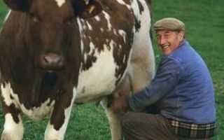 Как приучить корову к доильному аппарату (из опыта!) - мои коровы