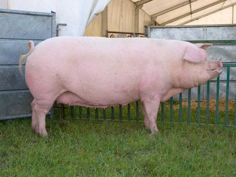 Таблица веса свиней: как измерить массу без весов, какой выход с туши