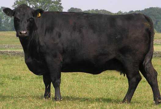 Порода коров абердин ангус: содержание и описание крс