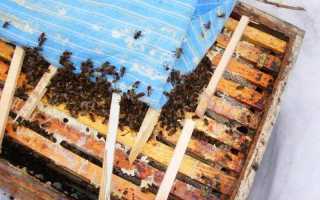 Правильное формирование отводков пчел для увеличения пасеки
правильное формирование отводков пчел для увеличения пасеки