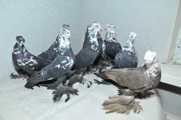 Турецкий бойный голубь такла: описание породы