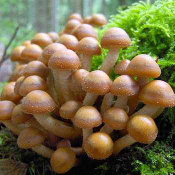 Опенок толстоногий, он же «невероятный гриб»