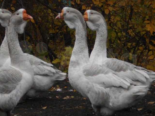 Холмогорские гуси: описание породы с фото и тонкости разведения