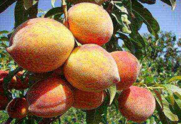 Ликбез по сортам персиков. для средней полосы россии, подмосковья, крыма, кубани