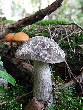 Как выглядит гриб подберезовик и его описание (+20 фото)