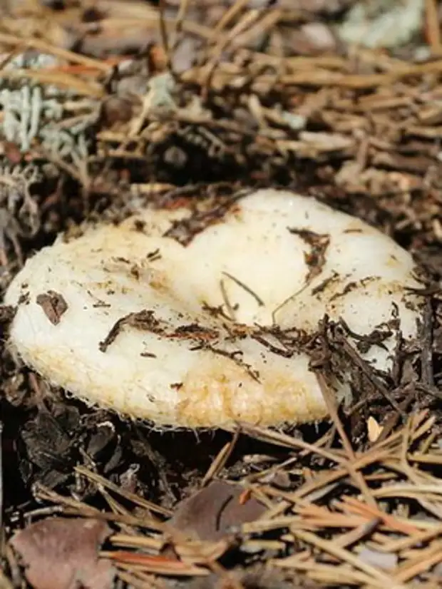 Горькушка (lactarius rufus) –  грибы сибири