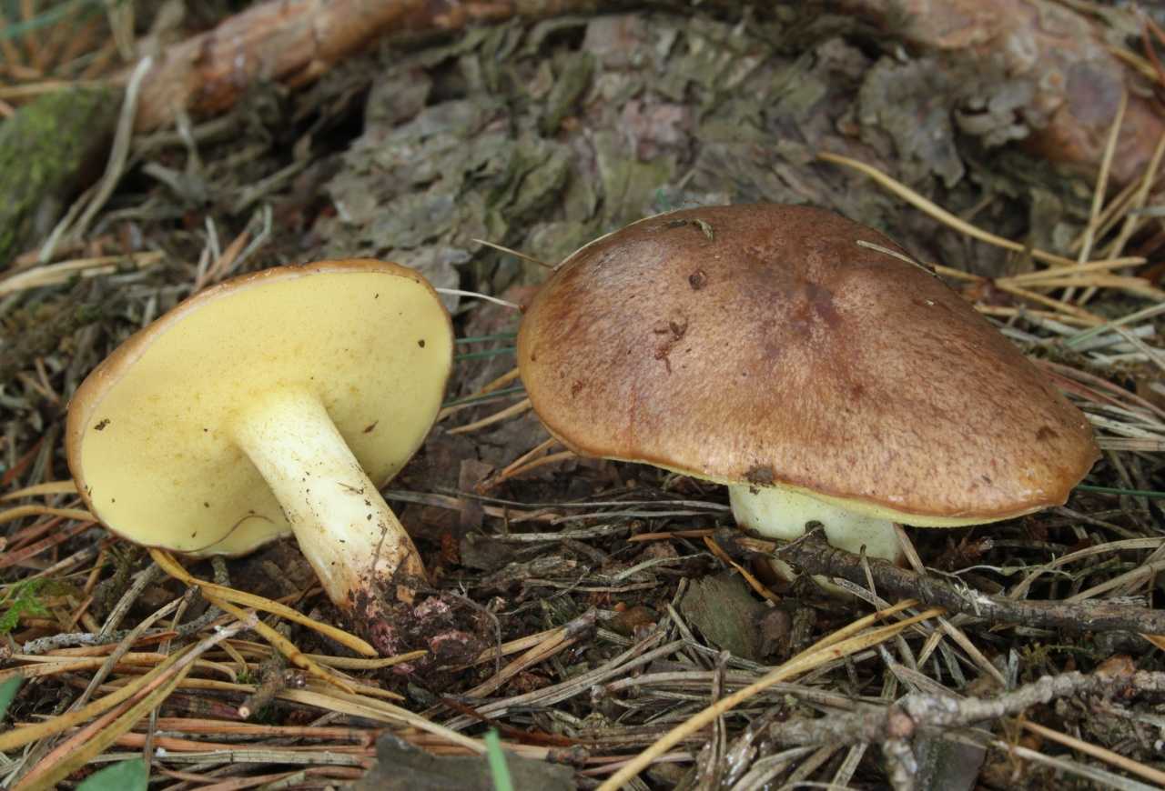Маслёнок сибирский (suillus sibiricus) –  грибы сибири