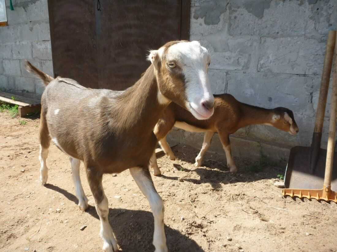Камерунская карликовая коза