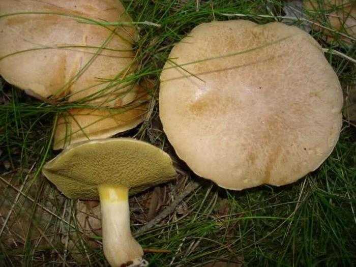 Как выглядят грибы козлята. грибы козлята ложные: как отличить от съедобных, инструкция с фото и описанием