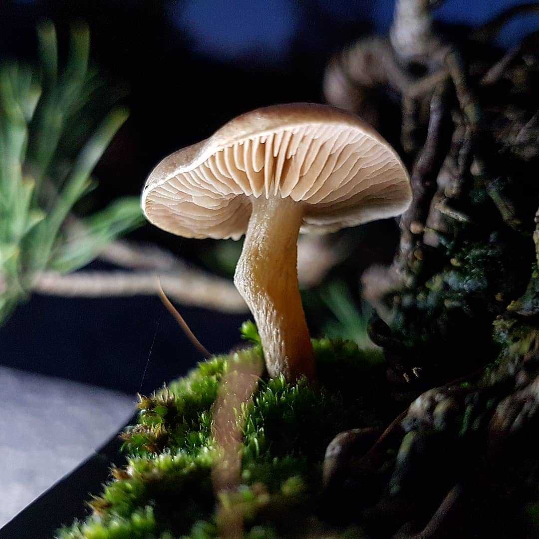 Чешуйчатка клейкая или глинисто-желтая (pholiota lenta): фото, описание и и рецепты приготовления гриба