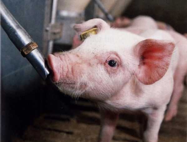 Поилки для свиней (27 фото): описание ниппельных и сосковых поилок для поросят, установка автопоилки и других видов своими руками