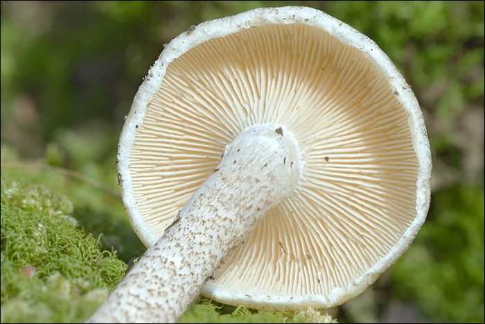 Пилолистник чешуйчатый (шпальный гриб, neolentinuslepideus): как выглядит, где и как растет, съедобный или нет